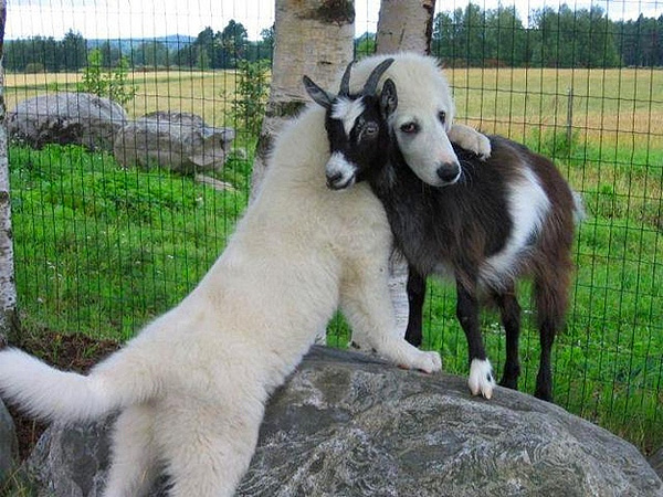 Dog hugging goat Blank Meme Template