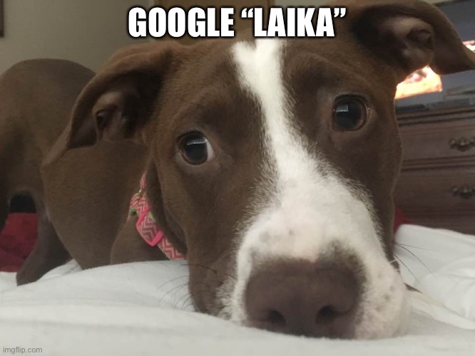 Laika | GOOGLE “LAIKA” | image tagged in worried dog,space,ussr,cosmonaut | made w/ Imgflip meme maker