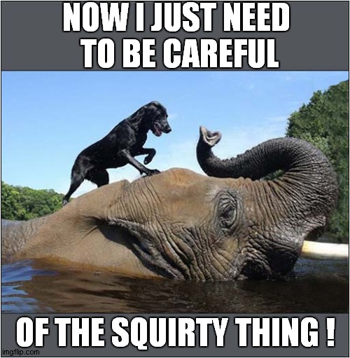 Soggy Doggy Fun ! | NOW I JUST NEED
 TO BE CAREFUL; OF THE SQUIRTY THING ! | image tagged in dogs,elephant | made w/ Imgflip meme maker