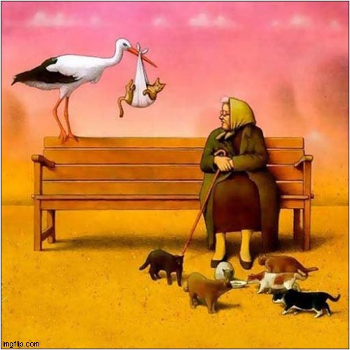 Congratulations Ms Cat Lady | image tagged in cats,stork,cartoon | made w/ Imgflip meme maker