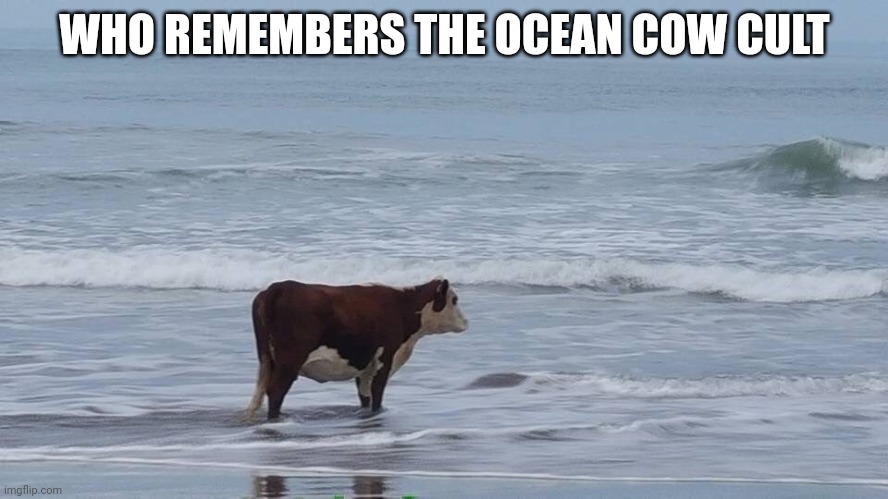 sad cow | WHO REMEMBERS THE OCEAN COW CULT | image tagged in sad cow | made w/ Imgflip meme maker