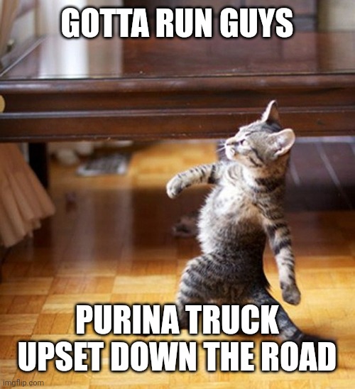 Cat Walking Like A Boss | GOTTA RUN GUYS; PURINA TRUCK UPSET DOWN THE ROAD | image tagged in cat walking like a boss | made w/ Imgflip meme maker