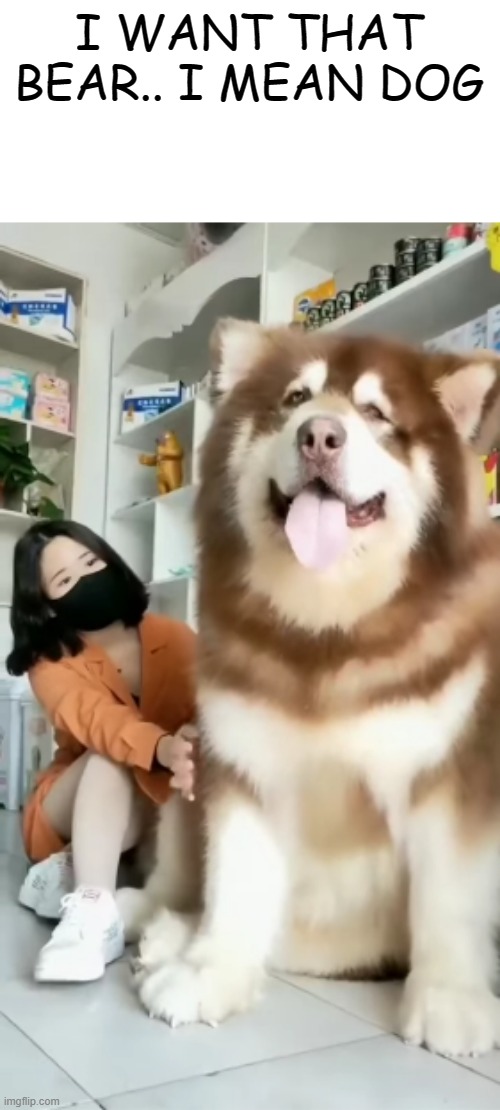 bigg chonky doggo | I WANT THAT BEAR.. I MEAN DOG | image tagged in memes,funny,msmg,not funny,dog | made w/ Imgflip meme maker