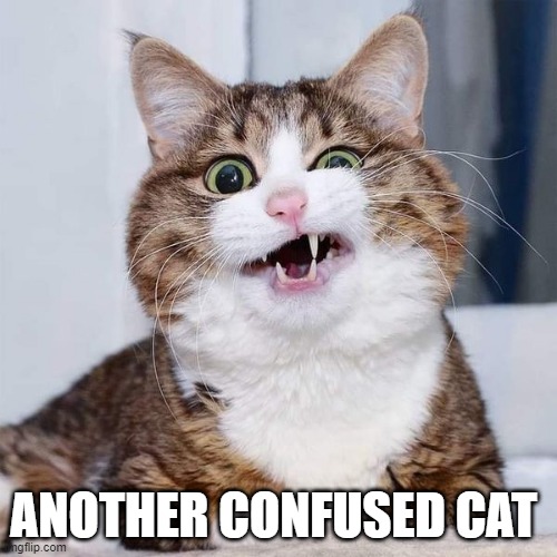 new template? | ANOTHER CONFUSED CAT | image tagged in confused cat,memes,funny,msmg | made w/ Imgflip meme maker