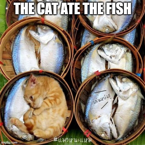 "/ | THE CAT ATE THE FISH | image tagged in memes,funny,not funny,msmg | made w/ Imgflip meme maker