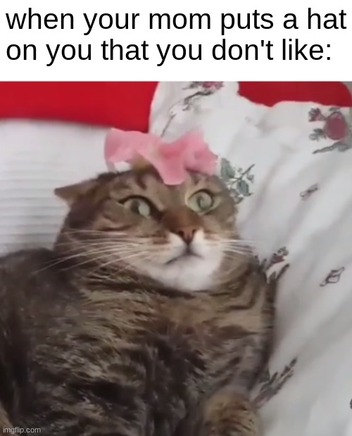 Cat Can't Handle Flower | when your mom puts a hat on you that you don't like: | image tagged in cat can't handle flower | made w/ Imgflip meme maker