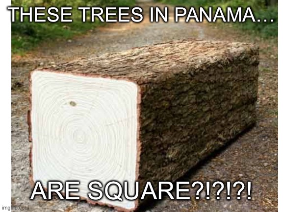 This isn’t photoshop… look this up | THESE TREES IN PANAMA…; ARE SQUARE?!?!?! | image tagged in tree,minecraft | made w/ Imgflip meme maker