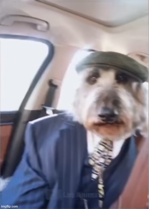 le doggo... its blurry | image tagged in memes,funny,msmg | made w/ Imgflip meme maker