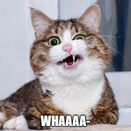 confused cat | WHAAAA- | image tagged in confused cat | made w/ Imgflip meme maker
