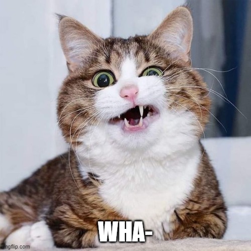 confused cat | WHA- | image tagged in confused cat | made w/ Imgflip meme maker