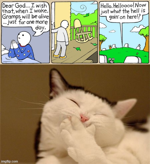 wha- | image tagged in cat laughing,memea,funny,msmg,comics | made w/ Imgflip meme maker