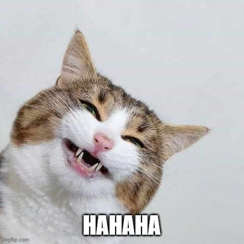 happy cat | HAHAHA | image tagged in happy cat | made w/ Imgflip meme maker