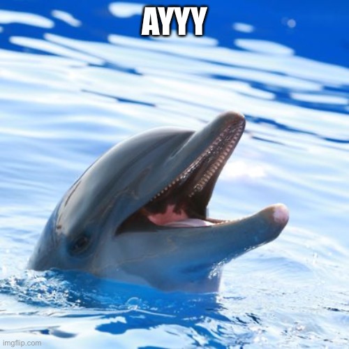 dolphin ayy lmao | AYYY | image tagged in dolphin ayy lmao | made w/ Imgflip meme maker