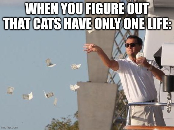 How cats is different from your brain | WHEN YOU FIGURE OUT THAT CATS HAVE ONLY ONE LIFE: | image tagged in leonardo dicaprio throwing money,cats | made w/ Imgflip meme maker