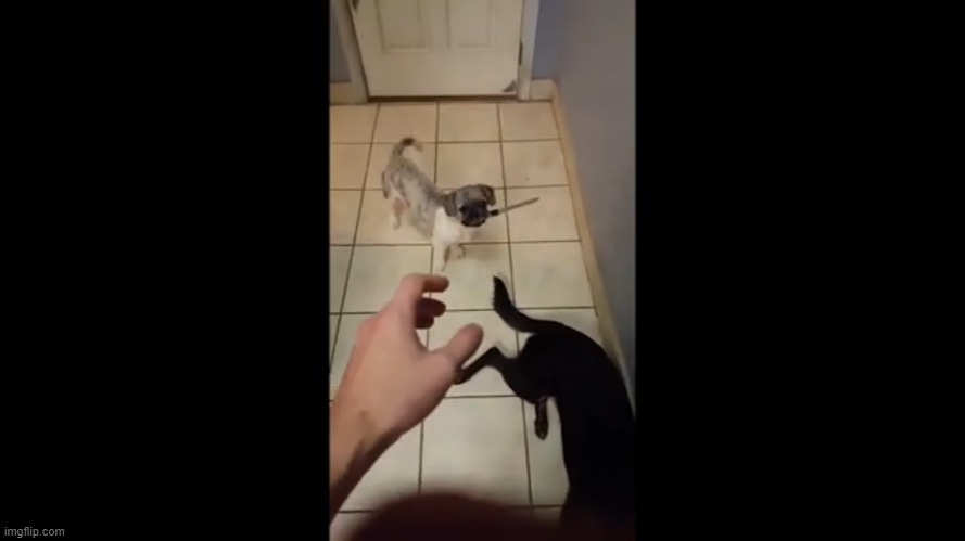 Pug with a knife | image tagged in pug with a knife | made w/ Imgflip meme maker