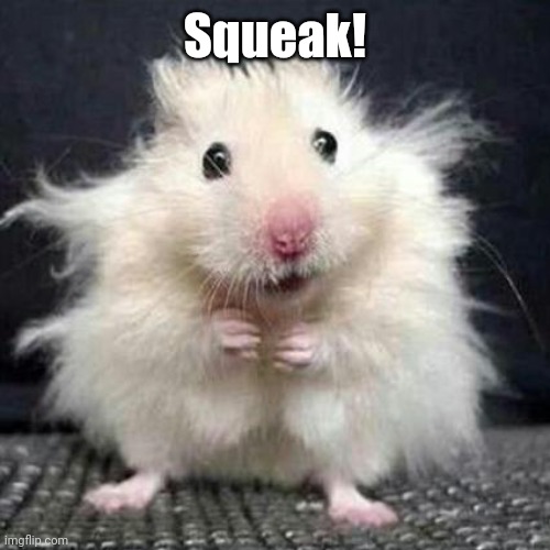 Stressed Mouse | Squeak! | image tagged in stressed mouse | made w/ Imgflip meme maker