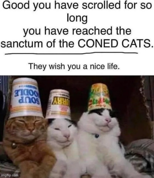 coned cats wish you a pleasant evening | image tagged in memes,unfunny | made w/ Imgflip meme maker
