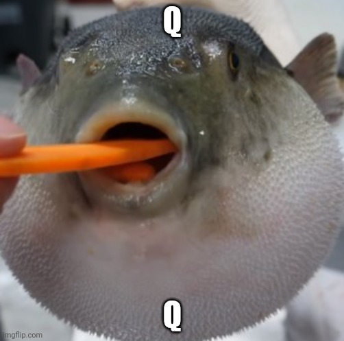 pufferfish eat | Q; Q | image tagged in pufferfish eating carrot | made w/ Imgflip meme maker
