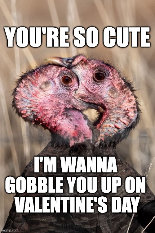I wanna gobble you up on Valentine's Day | YOU'RE SO CUTE; I'M WANNA 
GOBBLE YOU UP ON 
VALENTINE'S DAY | image tagged in valentine's day | made w/ Imgflip meme maker