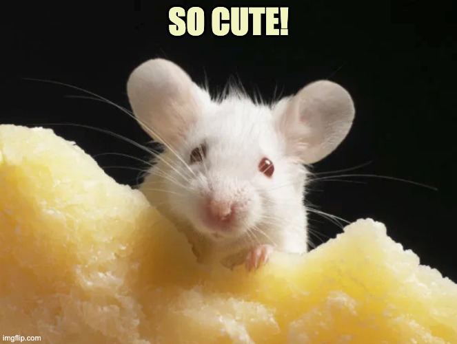 Cheese mouse | SO CUTE! | image tagged in cheese mouse | made w/ Imgflip meme maker
