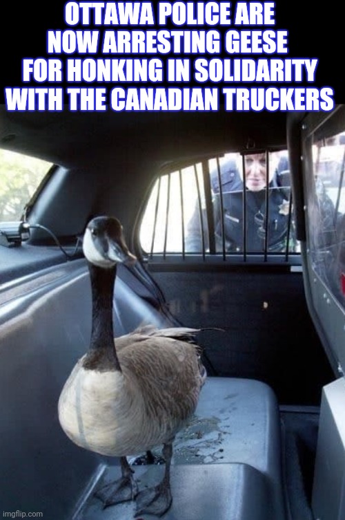 OTTAWA POLICE ARE NOW ARRESTING GEESE 
FOR HONKING IN SOLIDARITY WITH THE CANADIAN TRUCKERS | image tagged in felonious honking with intent to waddle,honnnnnnnnk,freedom convoy 2022 | made w/ Imgflip meme maker