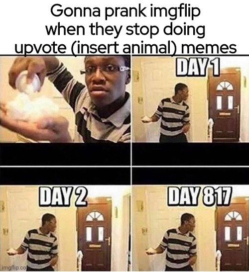 oh hey | Gonna prank imgflip when they stop doing upvote (insert animal) memes | image tagged in gonna prank dad | made w/ Imgflip meme maker