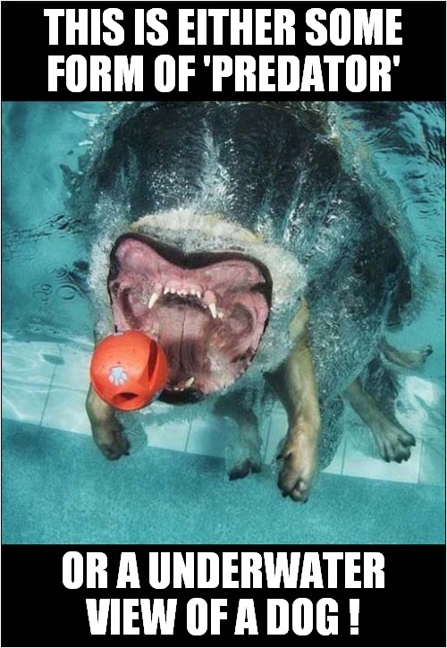 You Decide ! | THIS IS EITHER SOME
FORM OF 'PREDATOR'; OR A UNDERWATER VIEW OF A DOG ! | image tagged in dogs,predator,underwater,you decide | made w/ Imgflip meme maker