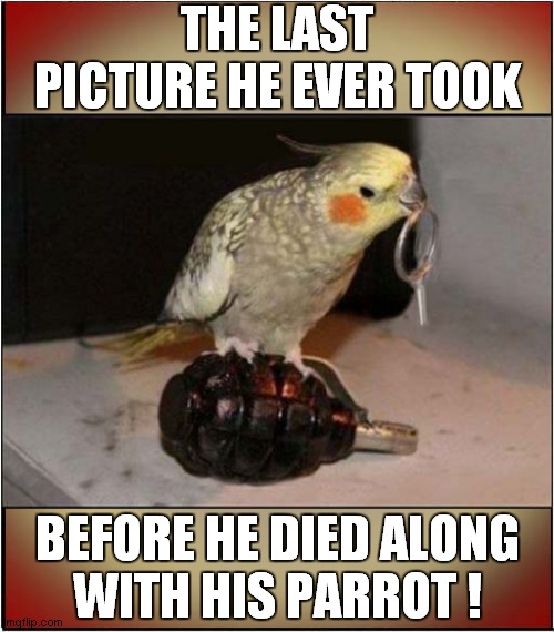 A Photographers' Legacy | THE LAST PICTURE HE EVER TOOK; BEFORE HE DIED ALONG
WITH HIS PARROT ! | image tagged in photographer,parrot,grenade,last picture,dark humour | made w/ Imgflip meme maker