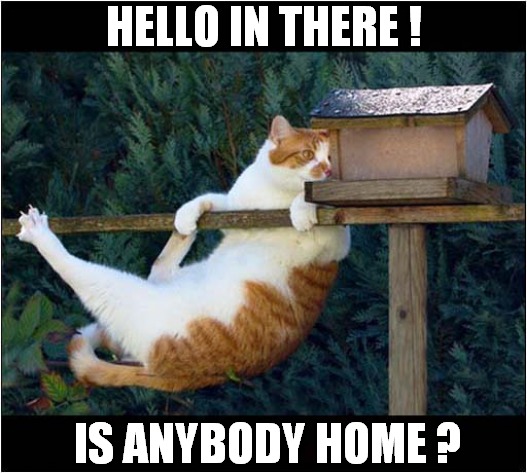 What A Friendly Cat ! | HELLO IN THERE ! IS ANYBODY HOME ? | image tagged in cats,birdbox,friendly | made w/ Imgflip meme maker