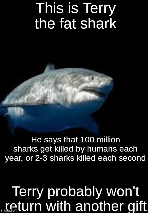 Terry the fat shark template | This is Terry the fat shark; He says that 100 million sharks get killed by humans each year, or 2-3 sharks killed each second; Terry probably won't return with another gift | image tagged in terry the fat shark template | made w/ Imgflip meme maker