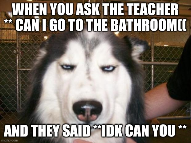 Annoyed Dog | WHEN YOU ASK THE TEACHER ** CAN I GO TO THE BATHROOM((; AND THEY SAID **IDK CAN YOU ** | image tagged in annoyed dog | made w/ Imgflip meme maker