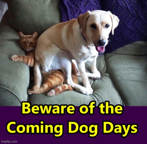 Dog Days are Coming | image tagged in dog days are coming,cats | made w/ Imgflip meme maker