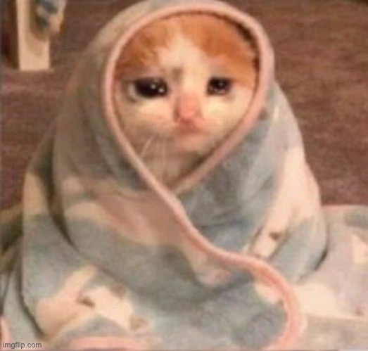 sad blanket cat | image tagged in sad blanket cat | made w/ Imgflip meme maker