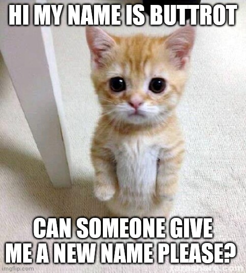 Cute Cat | HI MY NAME IS BUTTROT; CAN SOMEONE GIVE ME A NEW NAME PLEASE? | image tagged in memes,cute cat | made w/ Imgflip meme maker