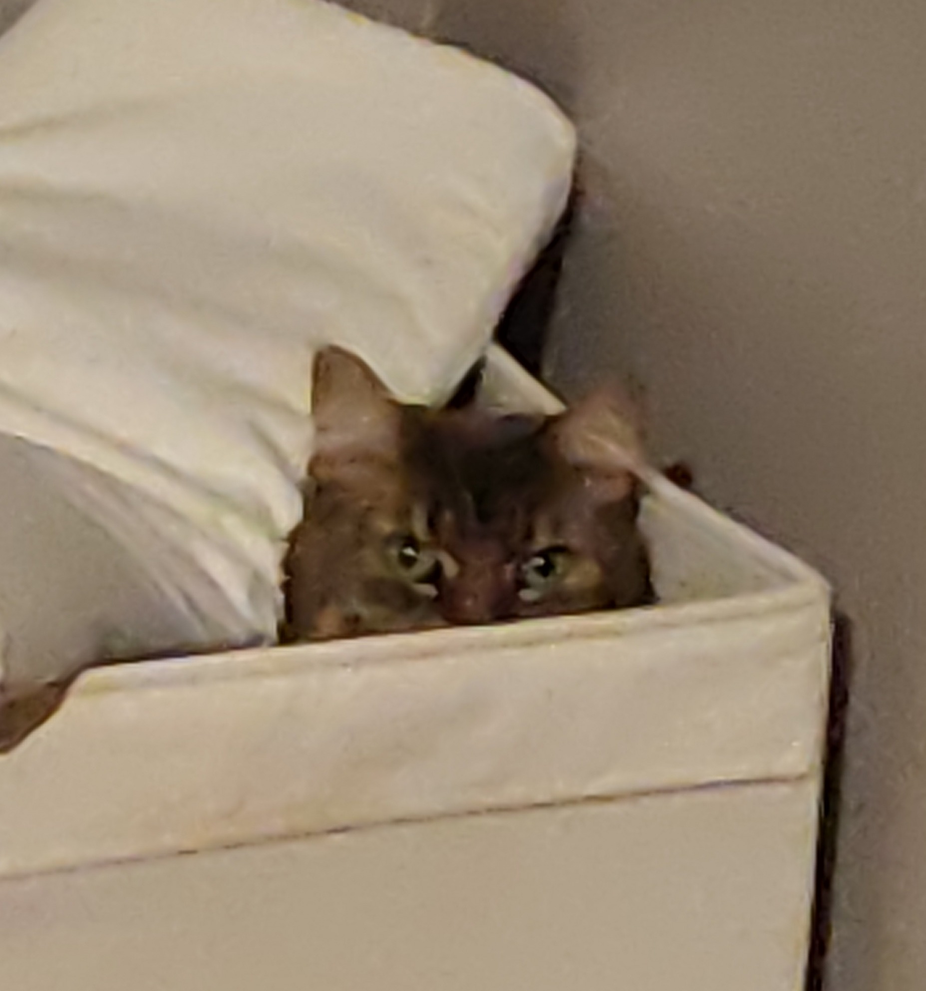 Kitten in a box Blank Meme Template