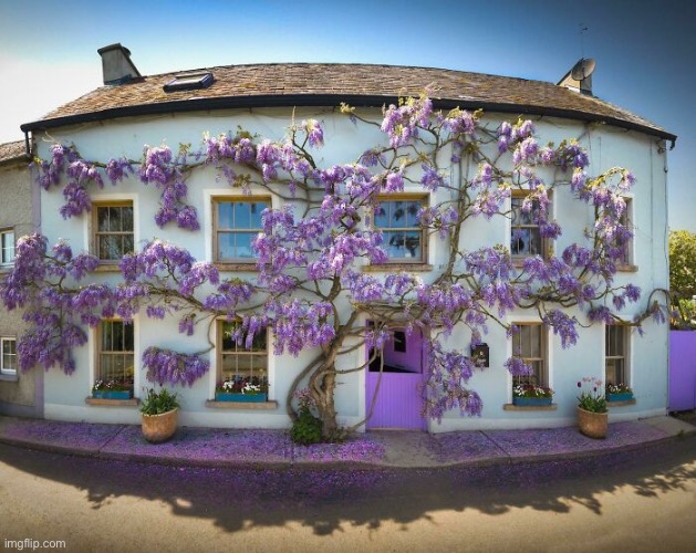 The 24 Year Old ‘Wisteria’ Cottage | image tagged in cool places,cottage,enjoy,wisteria | made w/ Imgflip meme maker