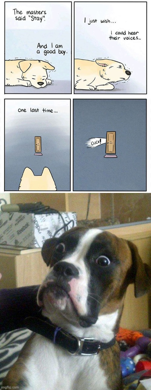 Click | image tagged in blankie the shocked dog,dogs,dog,comics/cartoons,comics,memes | made w/ Imgflip meme maker