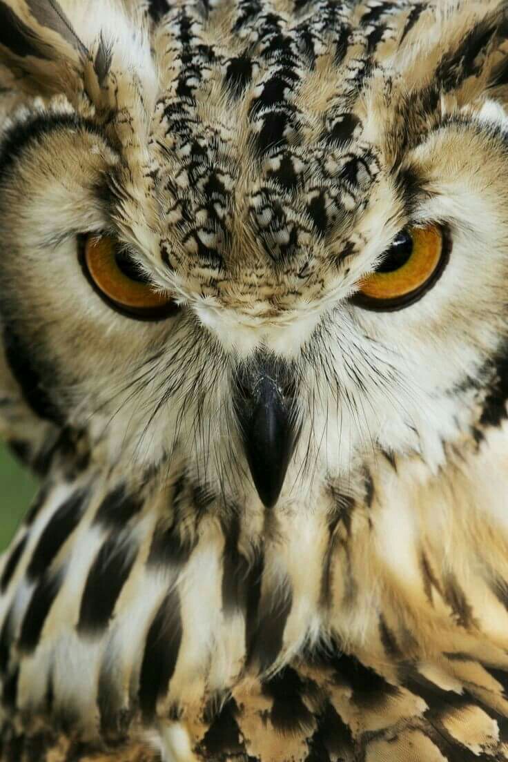 Superb Iwl Blank Meme Template