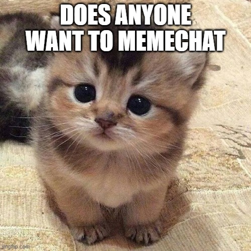 Cute kitty | DOES ANYONE WANT TO MEMECHAT | image tagged in cute kitty | made w/ Imgflip meme maker