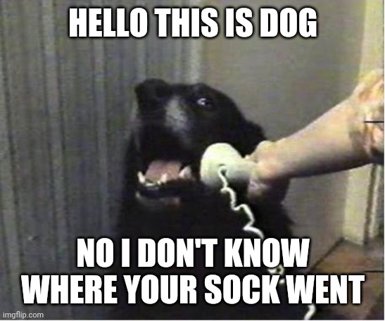 Dog | HELLO THIS IS DOG; NO I DON'T KNOW WHERE YOUR SOCK WENT | image tagged in yes this is dog | made w/ Imgflip meme maker