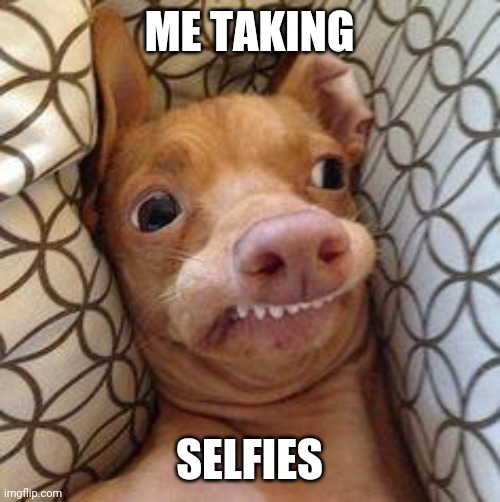 Yikes | ME TAKING; SELFIES | image tagged in ph dog | made w/ Imgflip meme maker