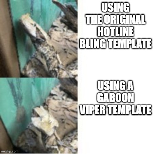 Gaboonline Bling | USING THE ORIGINAL HOTLINE BLING TEMPLATE; USING A GABOON VIPER TEMPLATE | image tagged in gaboonline bling,memes,snake,snakes | made w/ Imgflip meme maker