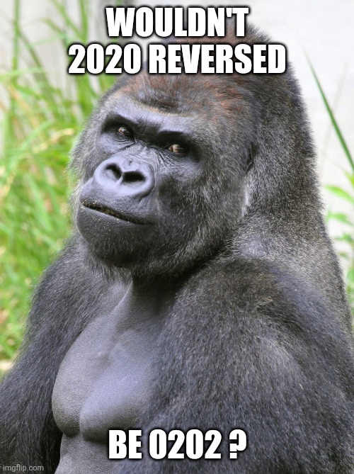 Hot Gorilla  | WOULDN'T 2020 REVERSED BE 0202 ? | image tagged in hot gorilla | made w/ Imgflip meme maker