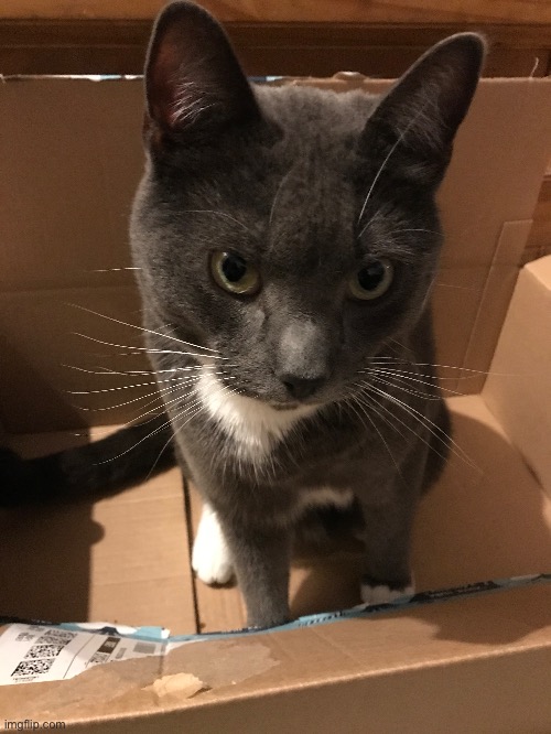 box kitten. | made w/ Imgflip meme maker