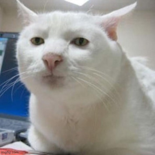 that one cat meme but unedited | made w/ Imgflip meme maker