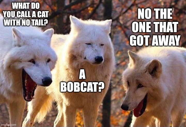 Laughing wolf | WHAT DO YOU CALL A CAT WITH NO TAIL? NO THE ONE THAT GOT AWAY; A BOBCAT? | image tagged in laughing wolf,cats | made w/ Imgflip meme maker