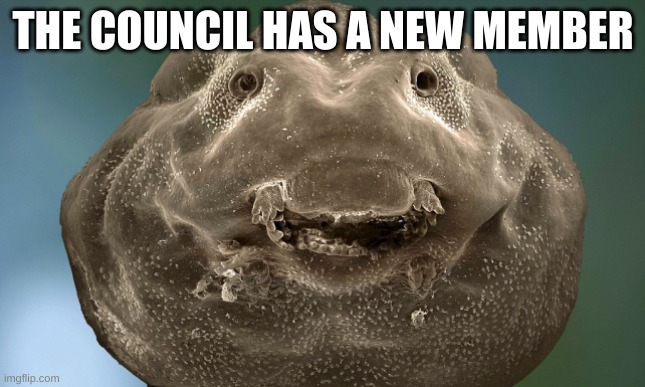 Tadpole Staring | THE COUNCIL HAS A NEW MEMBER | image tagged in tadpole staring | made w/ Imgflip meme maker