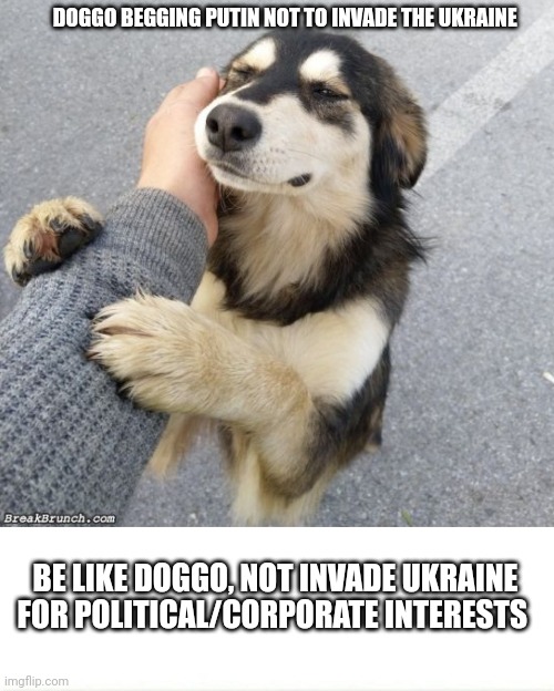 DOGGO BEGGING PUTIN NOT TO INVADE THE UKRAINE; BE LIKE DOGGO, NOT INVADE UKRAINE FOR POLITICAL/CORPORATE INTERESTS | image tagged in dogs,doge,fun,funny | made w/ Imgflip meme maker