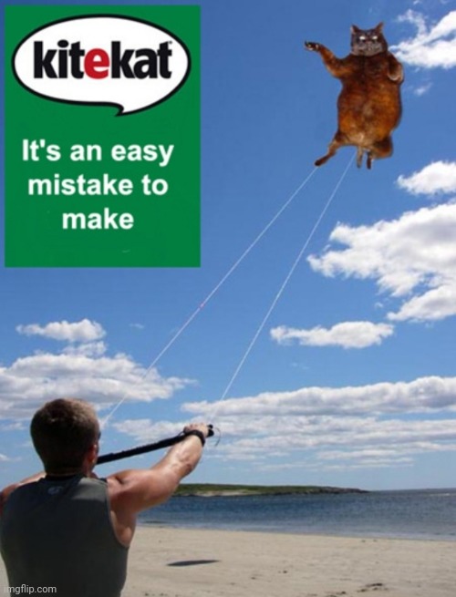 Kite Kat | image tagged in funny cats,cats,kite,fun | made w/ Imgflip meme maker