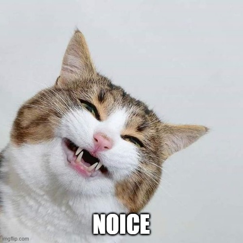 happy cat | NOICE | image tagged in happy cat | made w/ Imgflip meme maker